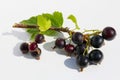 Ripe black currant berries on branch lie on white paper outdoor macro