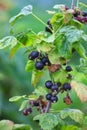 Ripe black currant berries on a plant branch. Unhealthy plant. Blurred natural background. Royalty Free Stock Photo