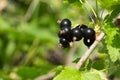A bunch of ripe black currant berries with green leaves on the branch in the garden and green background. Close up. Copy space.