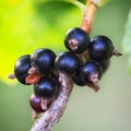 Ripe black currant on a branch close up