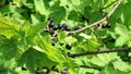 Ripe black currant branch