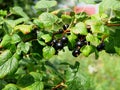 Ripe black currant on a branch with green leaves. on a Sunny summer day. harvest. natural vitamin. ecological food. healthy food. Royalty Free Stock Photo