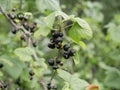 Ripe black currant on a branch with green leaves. on a Sunny summer day. harvest. natural vitamin. ecological food. healthy food. Royalty Free Stock Photo