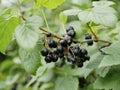 Ripe black currant on a branch with green leaves. on a Sunny summer day. harvest. natural vitamin. ecological food. healthy food. Royalty Free Stock Photo