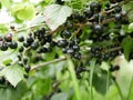 Ripe black currant on a branch with green leaves. on a Sunny summer day. harvest. natural vitamin. ecological food. healthy food. Royalty Free Stock Photo