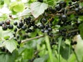 Ripe black currant on a branch with green leaves. on a Sunny summer day. harvest. natural vitamin. ecological food. healthy food. Royalty Free Stock Photo