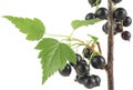 Ripe black currant on branch isolated on white background. Blackcurrant on the branch Royalty Free Stock Photo