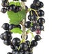 Ripe black currant on branch isolated on white background. Blackcurrant on the branch Royalty Free Stock Photo