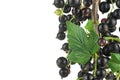 Ripe black currant on branch isolated on white background. Blackcurrant on the branch Royalty Free Stock Photo