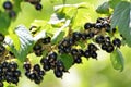 Ripe black currant in garden Royalty Free Stock Photo