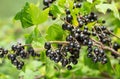 Ripe black currant in a garden Royalty Free Stock Photo