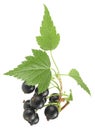 Ripe black currant with green leaves isolated on white background. Blackcurrant on the branch Royalty Free Stock Photo