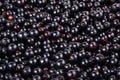 Ripe black currant Royalty Free Stock Photo