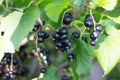 Ripe black currant on the plantation of currant in the garden in the open air