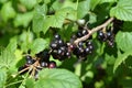 Ripe black currant (Ribes nigrum L. ) Royalty Free Stock Photo