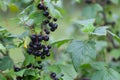 Ripe black currants Royalty Free Stock Photo