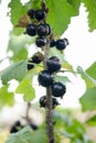 Ripe black currants are ready for harvesting. Blackcurrant berries on a bush. Among the leaves of green are bunches of Royalty Free Stock Photo