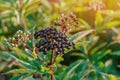 Ripe black elderberries on the bushes in the sun. Blurred focus, medicinal plants