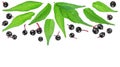 Ripe black elderberries with green leaves isolated on white background, top view. Space for text Royalty Free Stock Photo