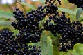 Ripe black elderberry berries moderately poisonous