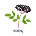 Ripe black elderberry with twig, berries, leaves. Sambucus. black elder plant, European elder, European elderberry