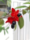 The ripe black fruit contrasts nicely with the bright red petals, which make them look like Mickey Mouse.