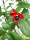 The ripe black fruit contrasts nicely with the bright red petals, which make them look like Mickey Mouse.