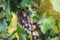 Ripe black grapes harvest vineyard Royalty Free Stock Photo
