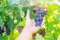 Ripe black grapes harvest vineyard Royalty Free Stock Photo