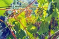 Ripe black grapes harvest vineyard Royalty Free Stock Photo