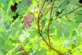 Ripe black grapes harvest vineyard Royalty Free Stock Photo