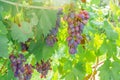 Ripe black grapes harvest vineyard Royalty Free Stock Photo