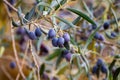 Ripe black and green olives hanging op olive tree Royalty Free Stock Photo