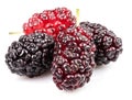 Ripe black mulberries fruits isolated on white background Royalty Free Stock Photo