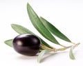 Ripe black olive with leaves.