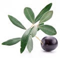 Ripe black olive with leaves.