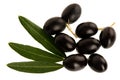 Ripe black olives on a branch isolated over white background Royalty Free Stock Photo