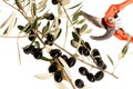 Ripe black olives on a branch isolated over white background Royalty Free Stock Photo