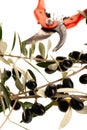 Ripe black olives on a branch isolated over white background Royalty Free Stock Photo