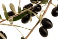 Ripe black olives on a branch isolated over white background Royalty Free Stock Photo