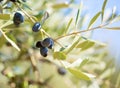 Ripe black olives on the branch of the olive tree. Selective Focus. Shallow DOF Royalty Free Stock Photo