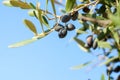 Ripe black Olives on the branch of the Olive tree. Selective Focus. Shallow DOF Royalty Free Stock Photo