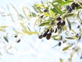 Ripe black olives on the branch of the olive tree in the sunlight.  Selective Focus. Shallow DOF Royalty Free Stock Photo