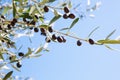 Ripe black Olives on the branches of the Olive tree.  Selective Focus. Shallow DOF Royalty Free Stock Photo