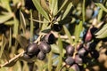 Ripe black olives growing on olive tree branch Royalty Free Stock Photo