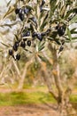 Ripe black olives growing on olive tree Royalty Free Stock Photo