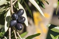 Ripe black olives hanging on olive tree branch with blurred olive tree trunk in background Royalty Free Stock Photo