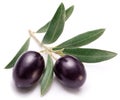 Ripe black olives with leaves.