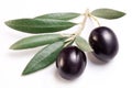 Ripe black olives with leaves.