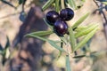 Ripe black olives on olive tree branch with blurred background and copy space Royalty Free Stock Photo